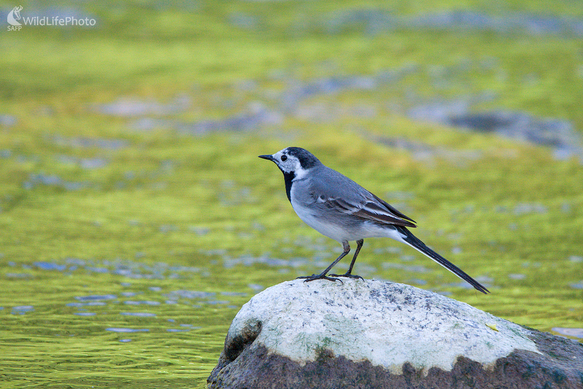 Meditácia (Milan Čierny)