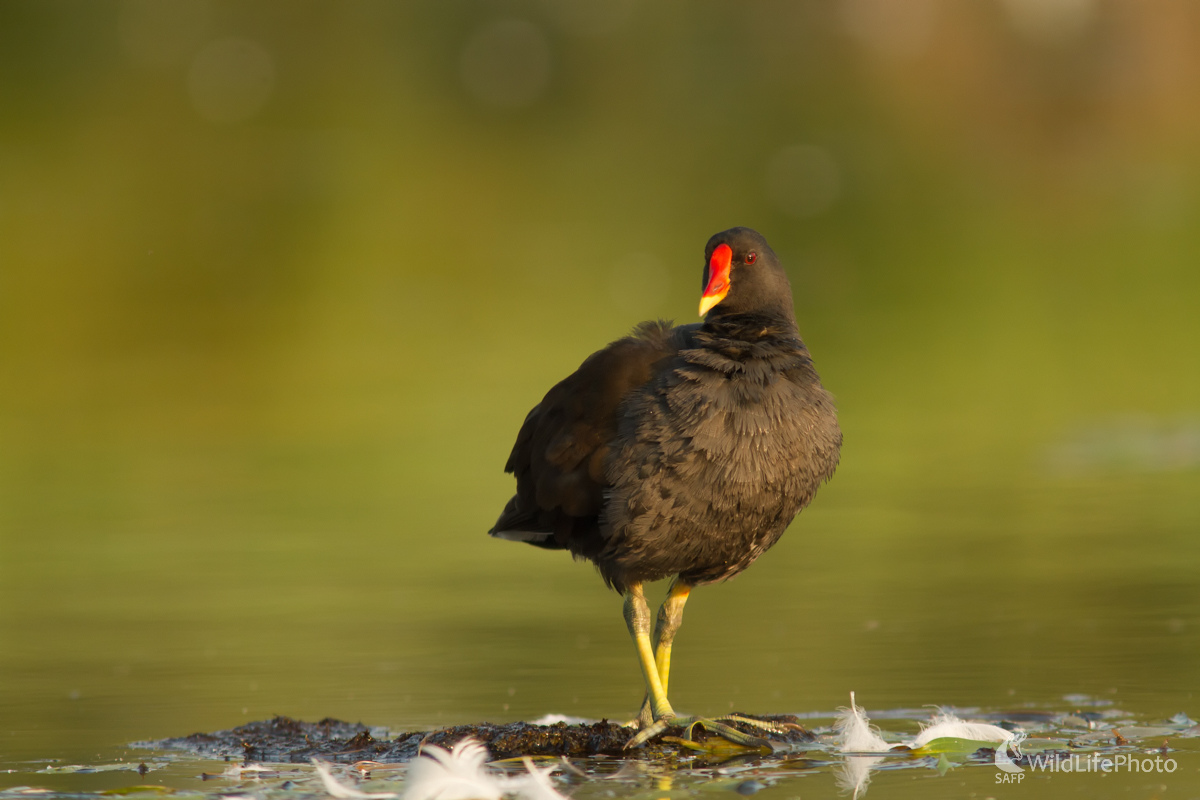 Sliepočka vodná (Edmund Lelkes)