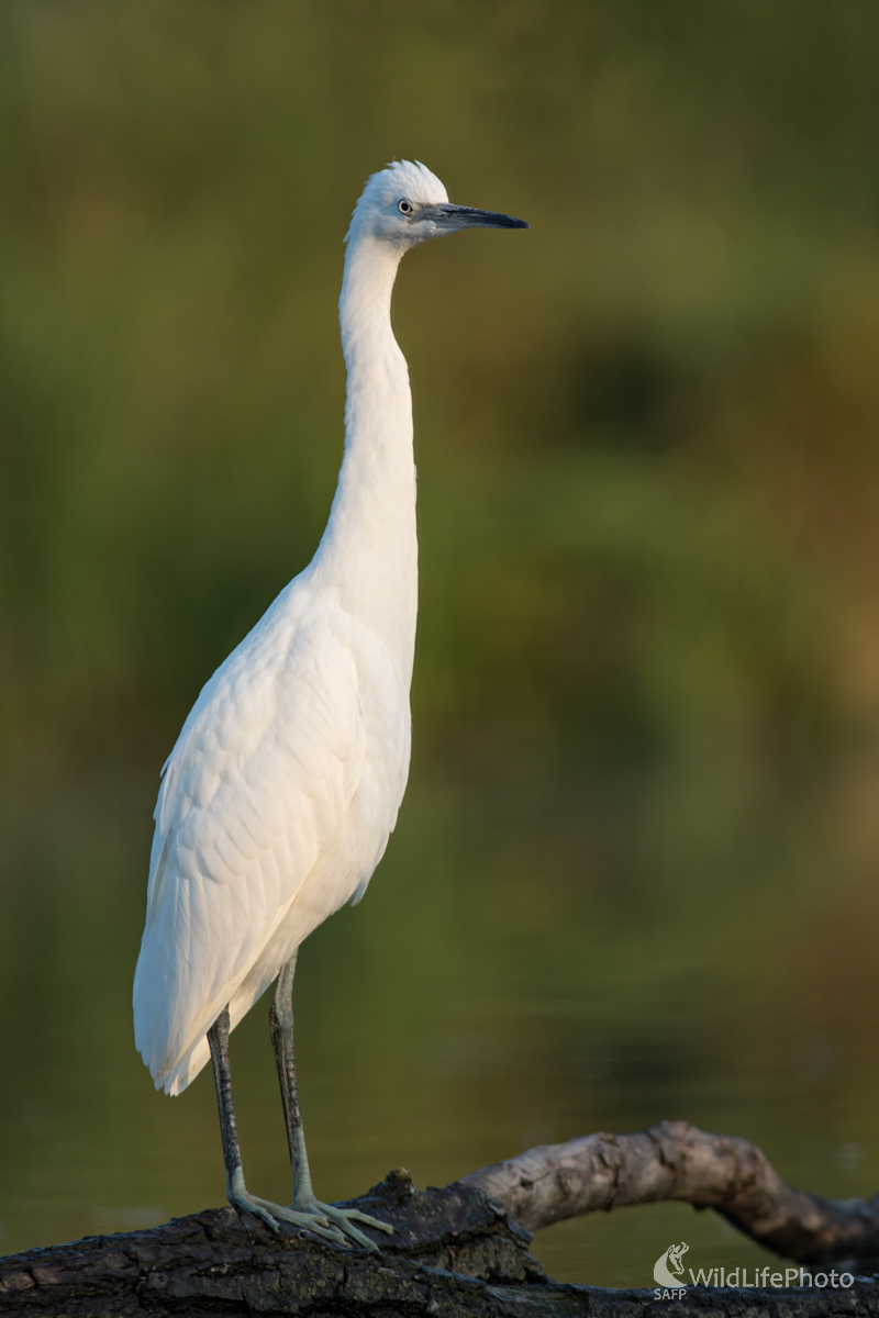Beluša malá (Edmund Lelkes)