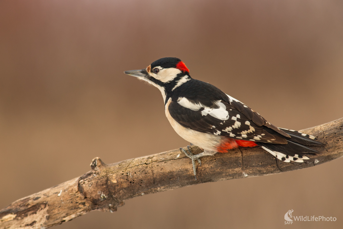 Ďateľ veľký (Edmund Lelkes)