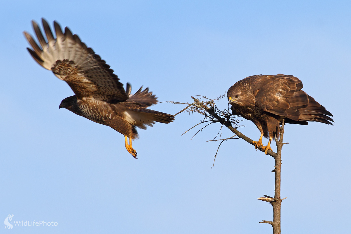 Toto je môj konár  ! (Michal Stoklasa)