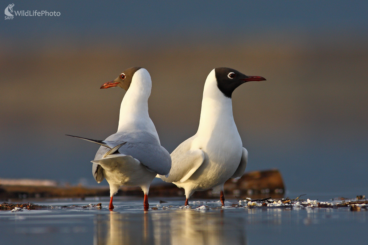 Nebavím sa s tebou... (Michal Stoklasa)