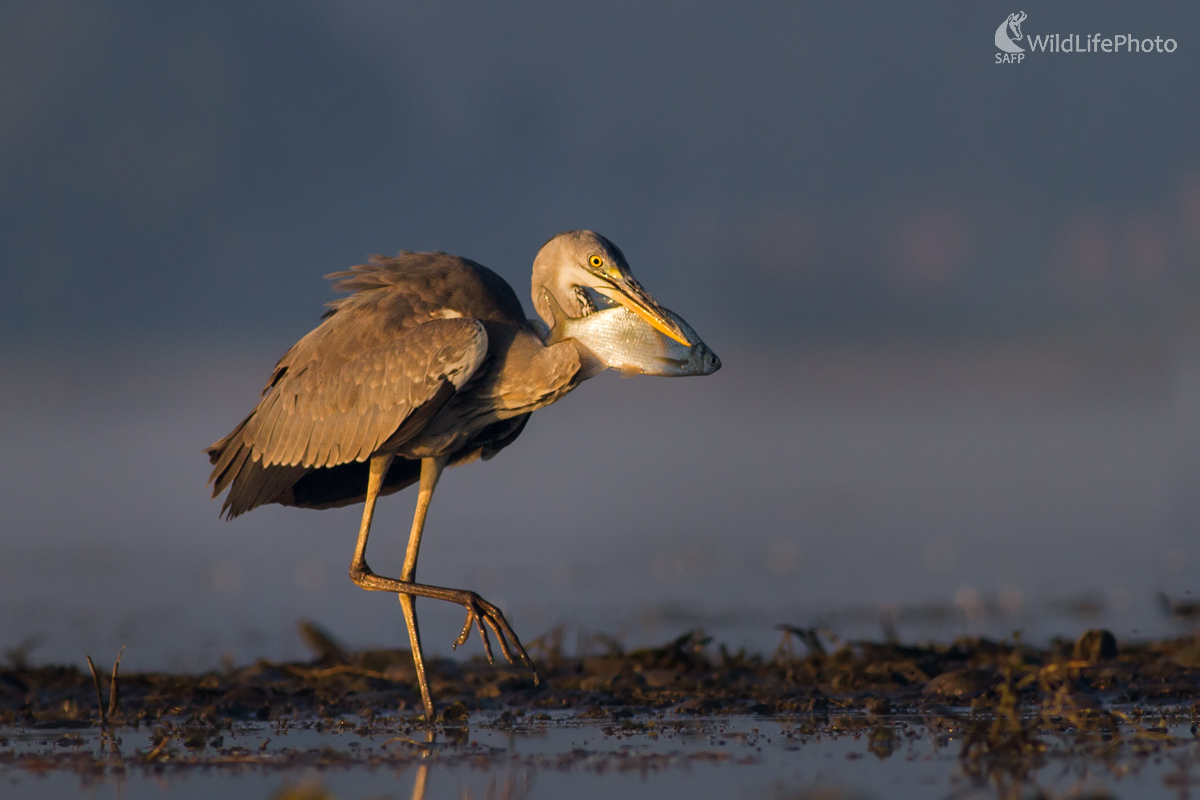Posledné minúty pleskáča... (Michal Stoklasa)