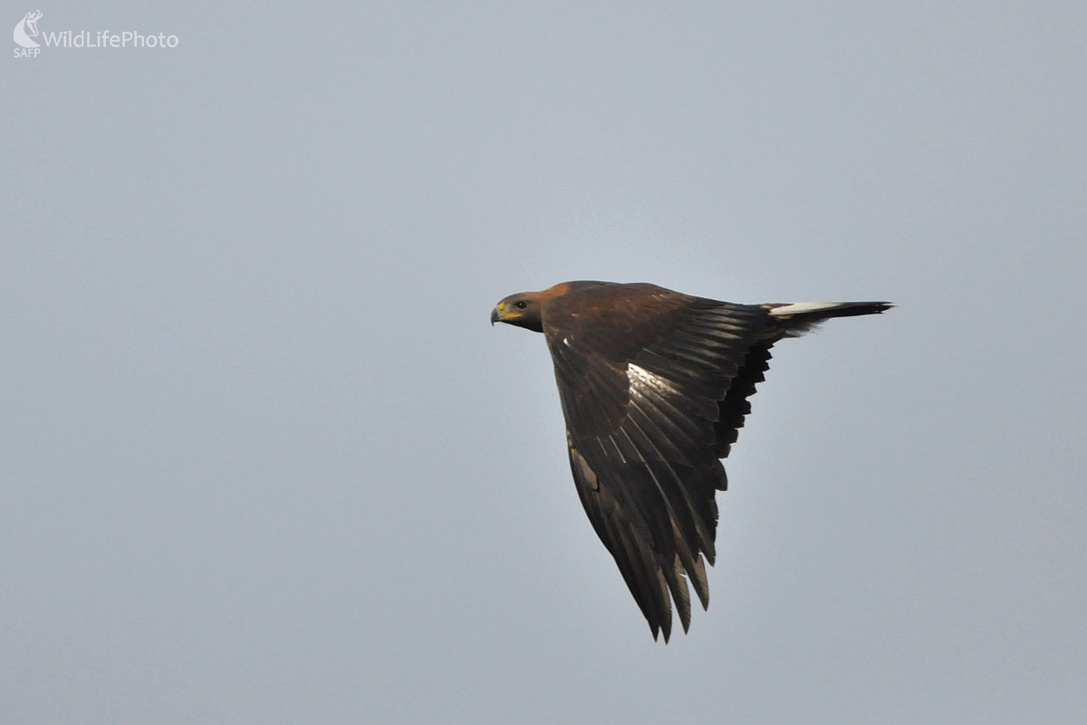Rozlietavam sa (Milan Čierny)