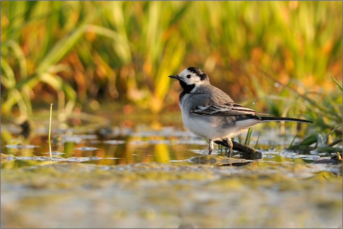 Trasochvost Biely (Ján Maderič)