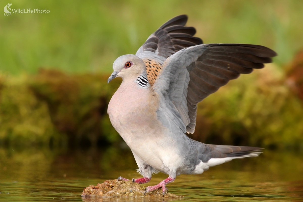 Hrdlička poľná  (Streptopelia turtur) (Martin Šabík)