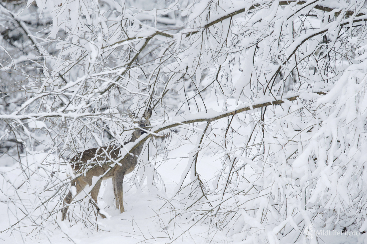 Srna zimná (Marian Zelina)