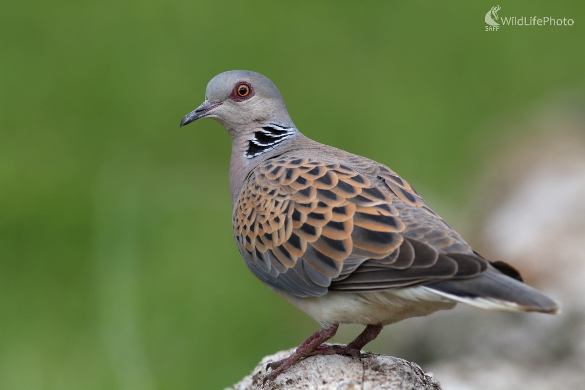 Hrdlička poľná  (Streptopelia turtur) (Martin Šabík)