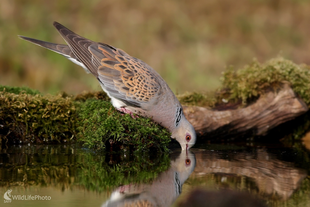 Hrdlička poľná  (Streptopelia turtur) (Martin Šabík)