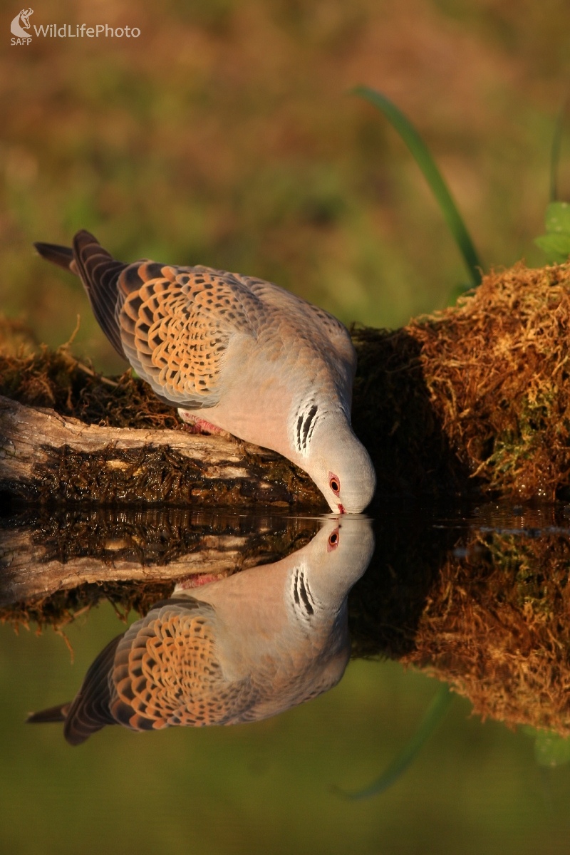 Hrdlička poľná  (Streptopelia turtur) (Martin Šabík)