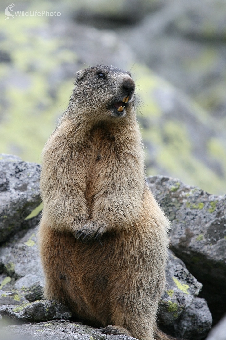 Svišť (Milan Fuňák)