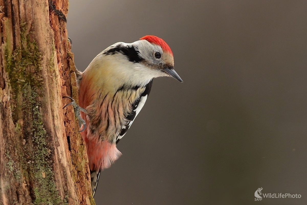 Ďateľ (Ľubomír Ondráško)