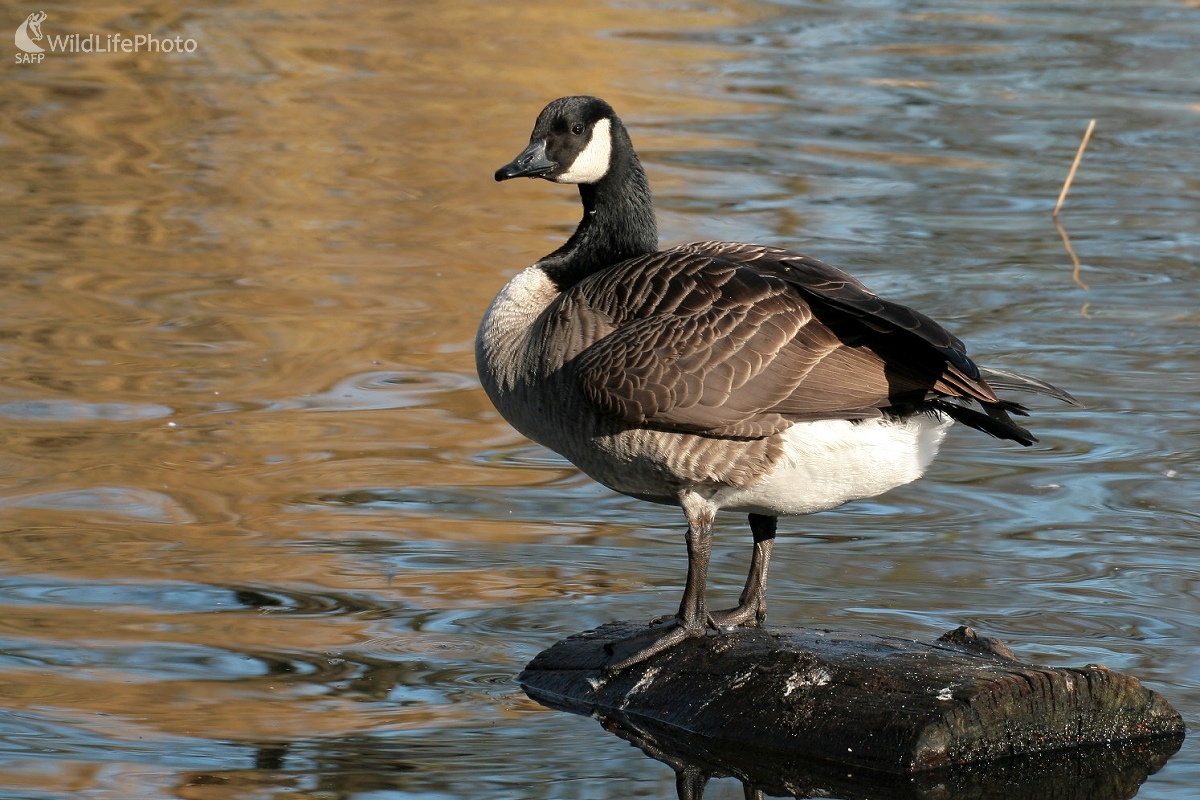 Bernikla veľká (Branta canadensis) (Martin Šabík)