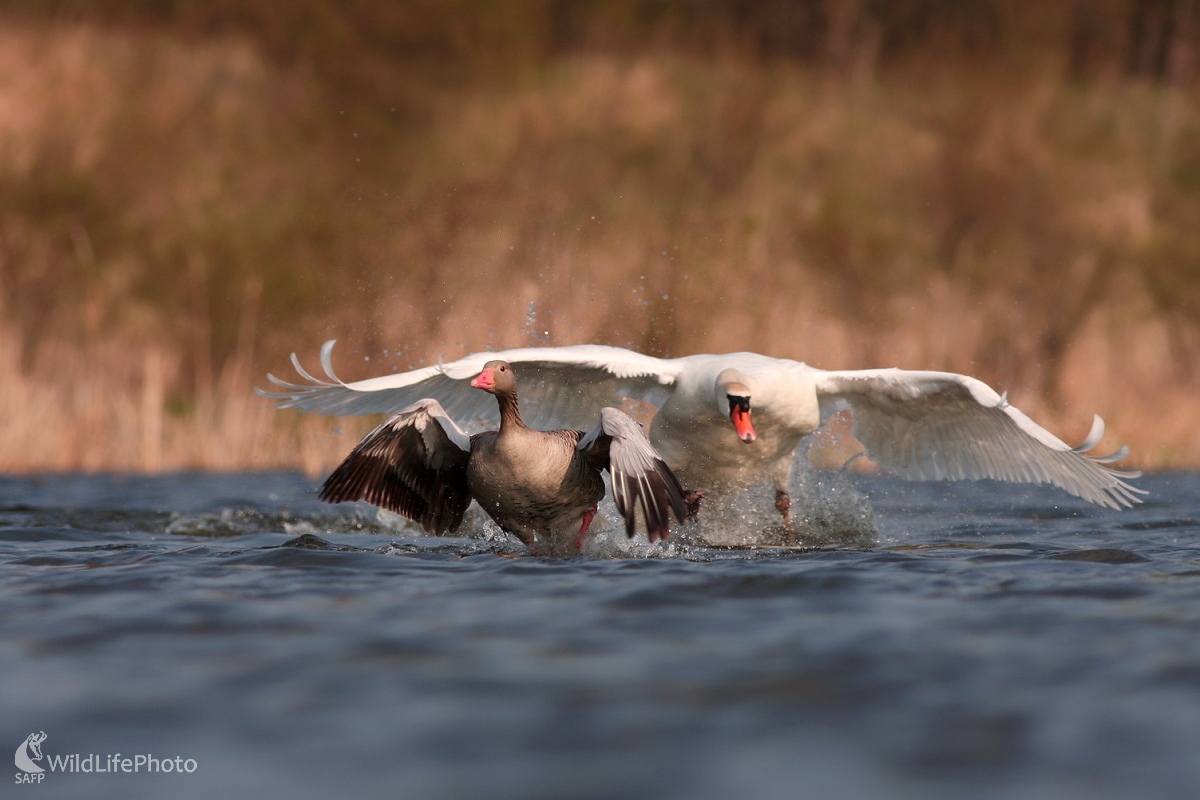 Hus divá (Anser anser) (Martin Šabík)