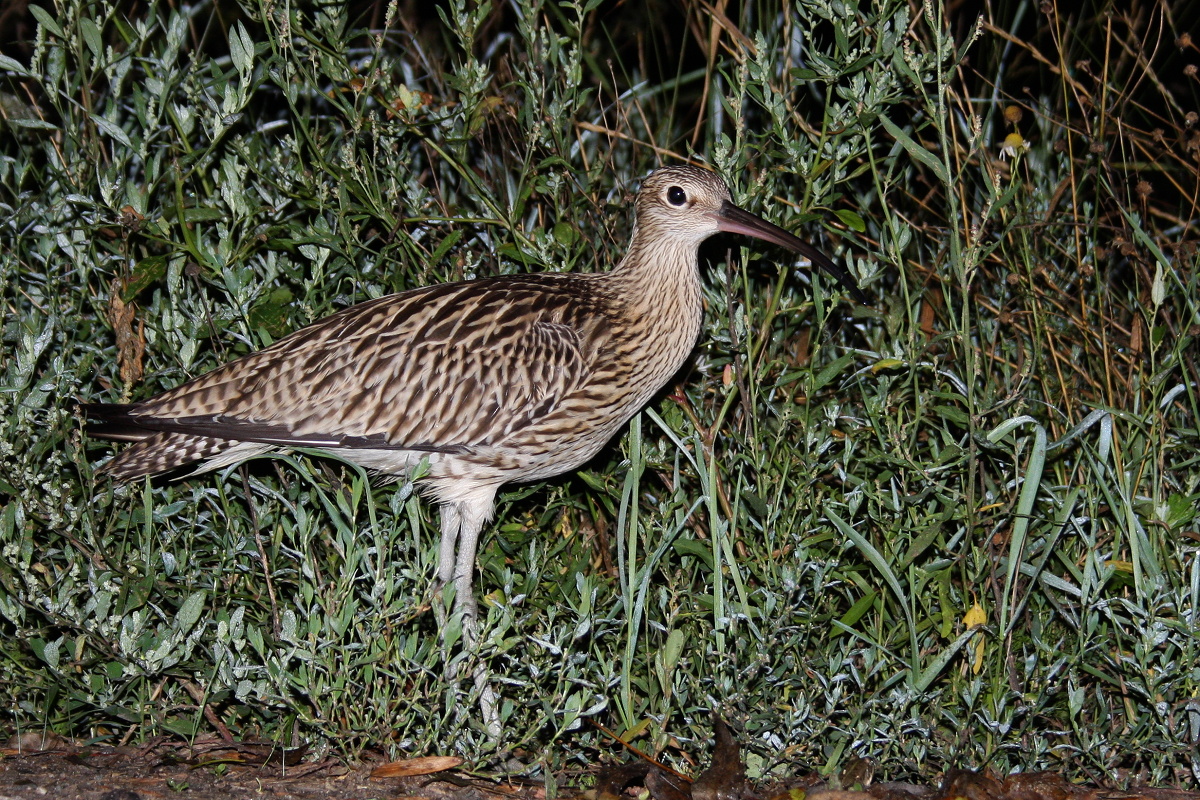 Hvizdák veľký(Numenius arquata) (Martin Šabík)