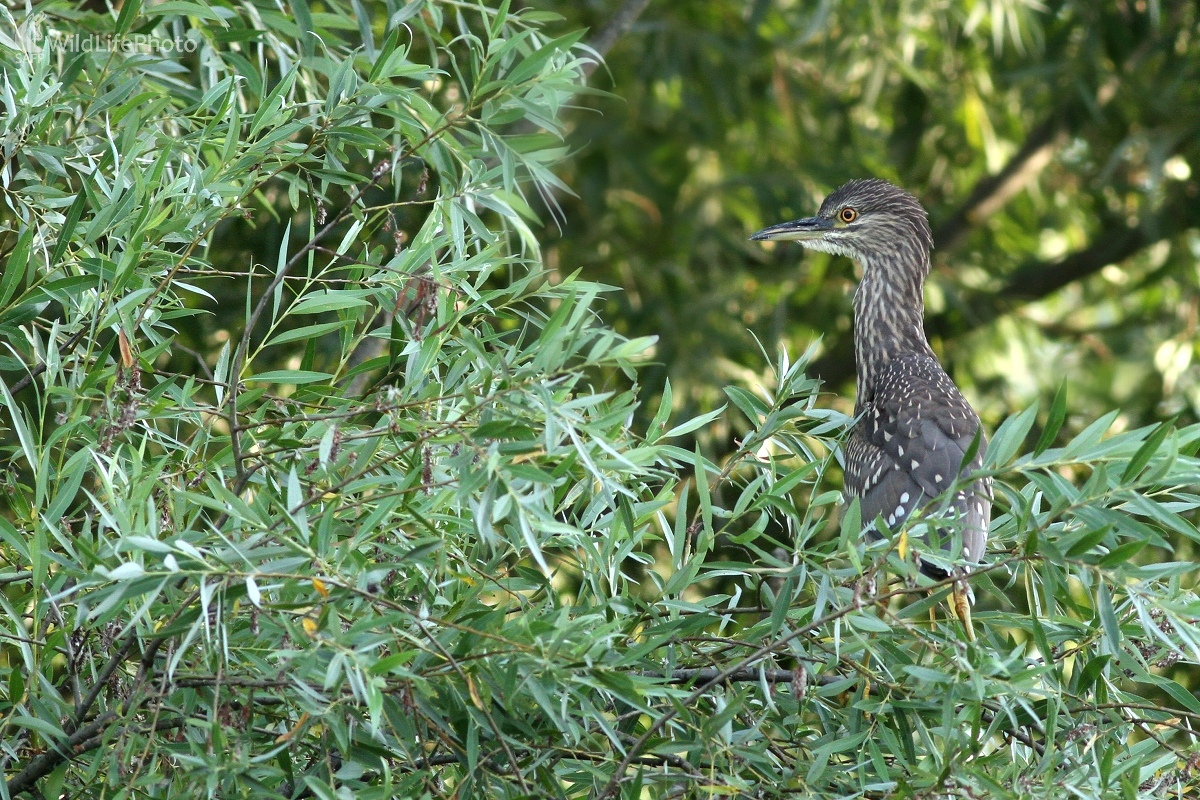 Chavkoš nočný (Nycticorax nycticorax) (Martin Šabík)