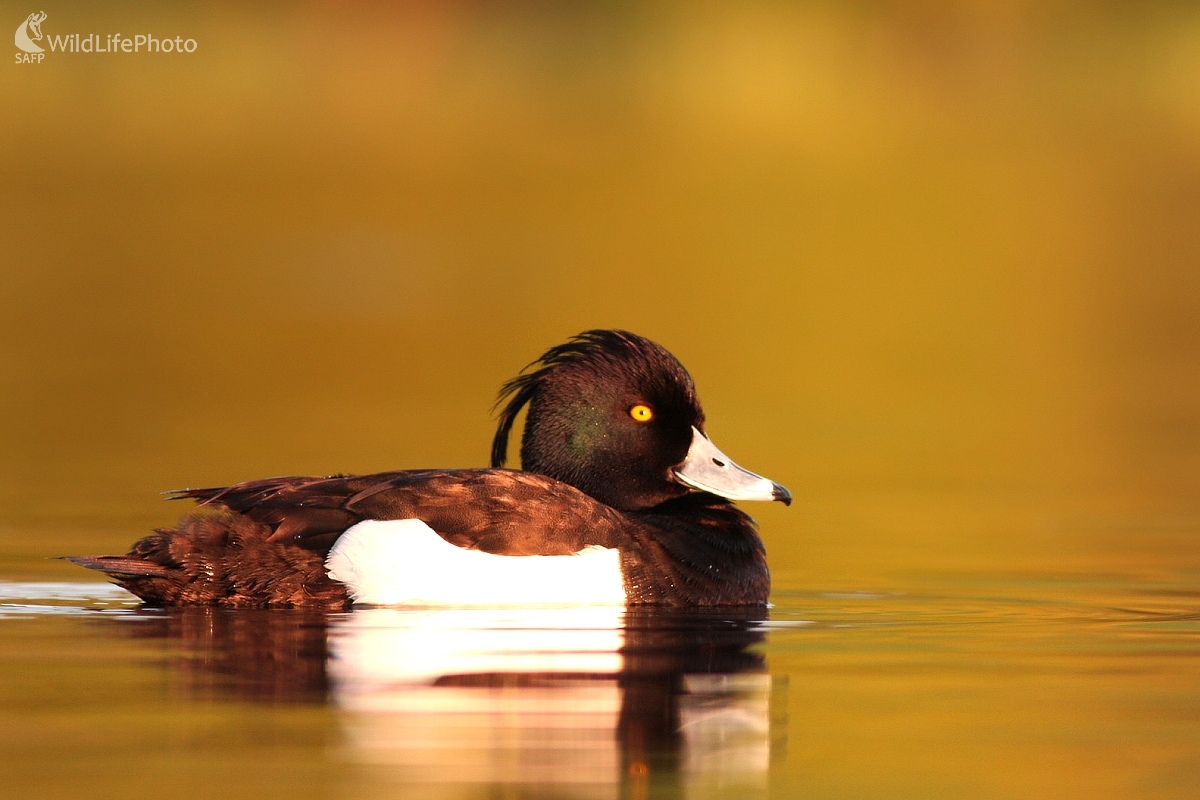  Chochlačka vrkočatá (Aythya fuligula) (Martin Šabík)
