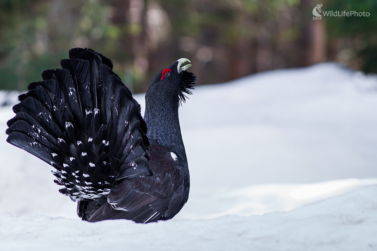 Tokajúci hlucháň (Ladislav Dzivjak)