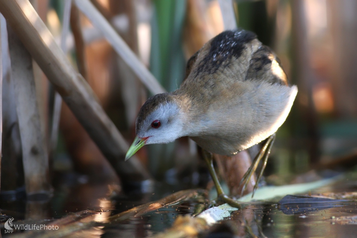 Chriašť malý(Porzana parva) (Martin Šabík)