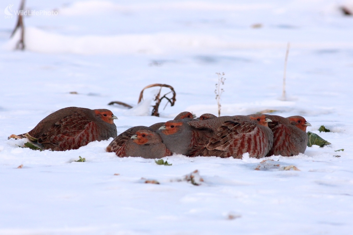 Jarabica poľná (Perdix perdix)  (Martin Šabík)