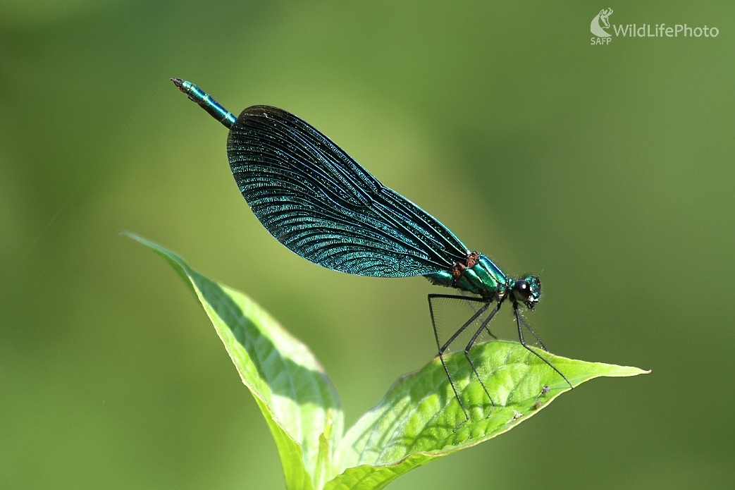 Hadovka lesklá (	Calopteryx splendens ) (Milan Fuňák)