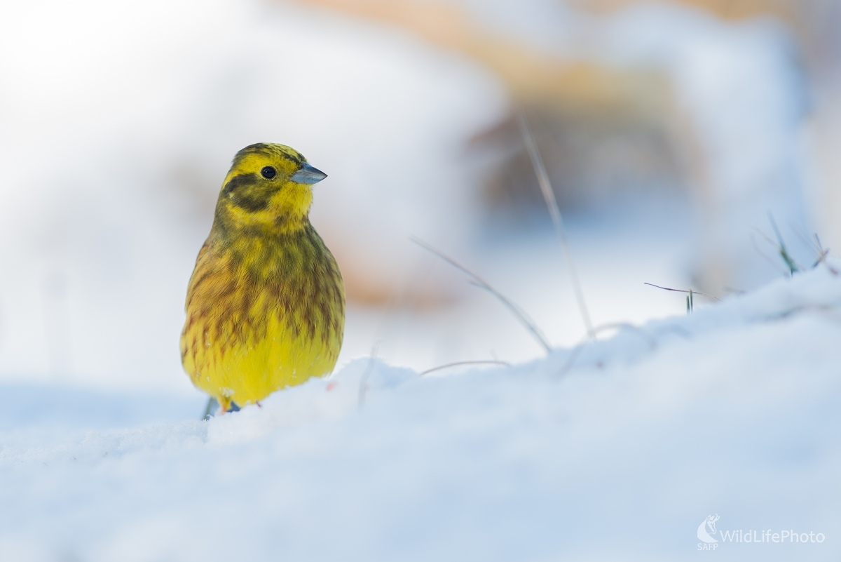 V snehu (Ľubomír Ondráško)