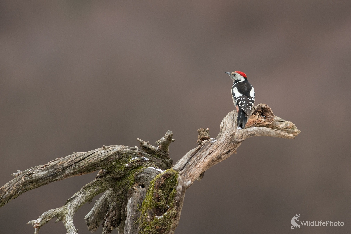 Ďatel a Ptherodaktyl (Ľubomír Ondráško)