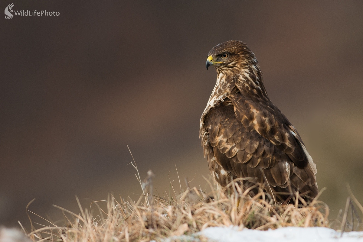 V strehu (Ľubomír Ondráško)