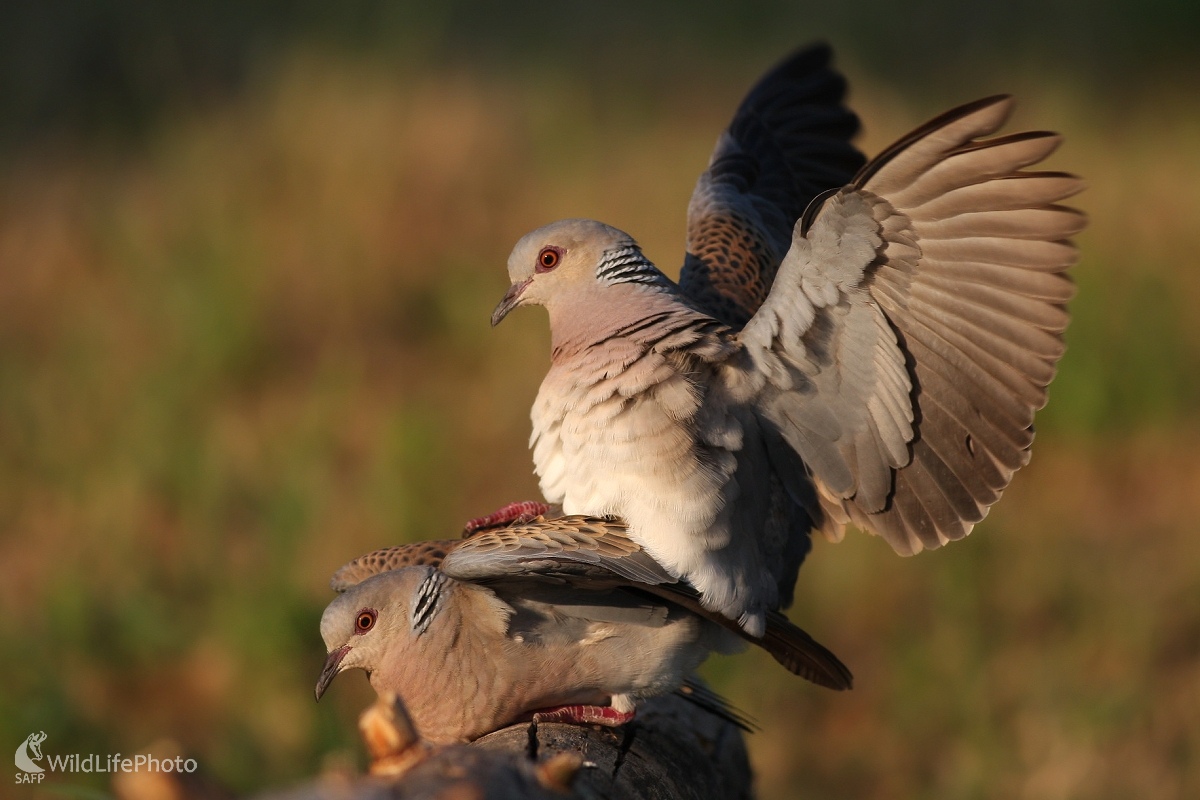 Hrdlička poľná  (Streptopelia turtur) (Martin Šabík)