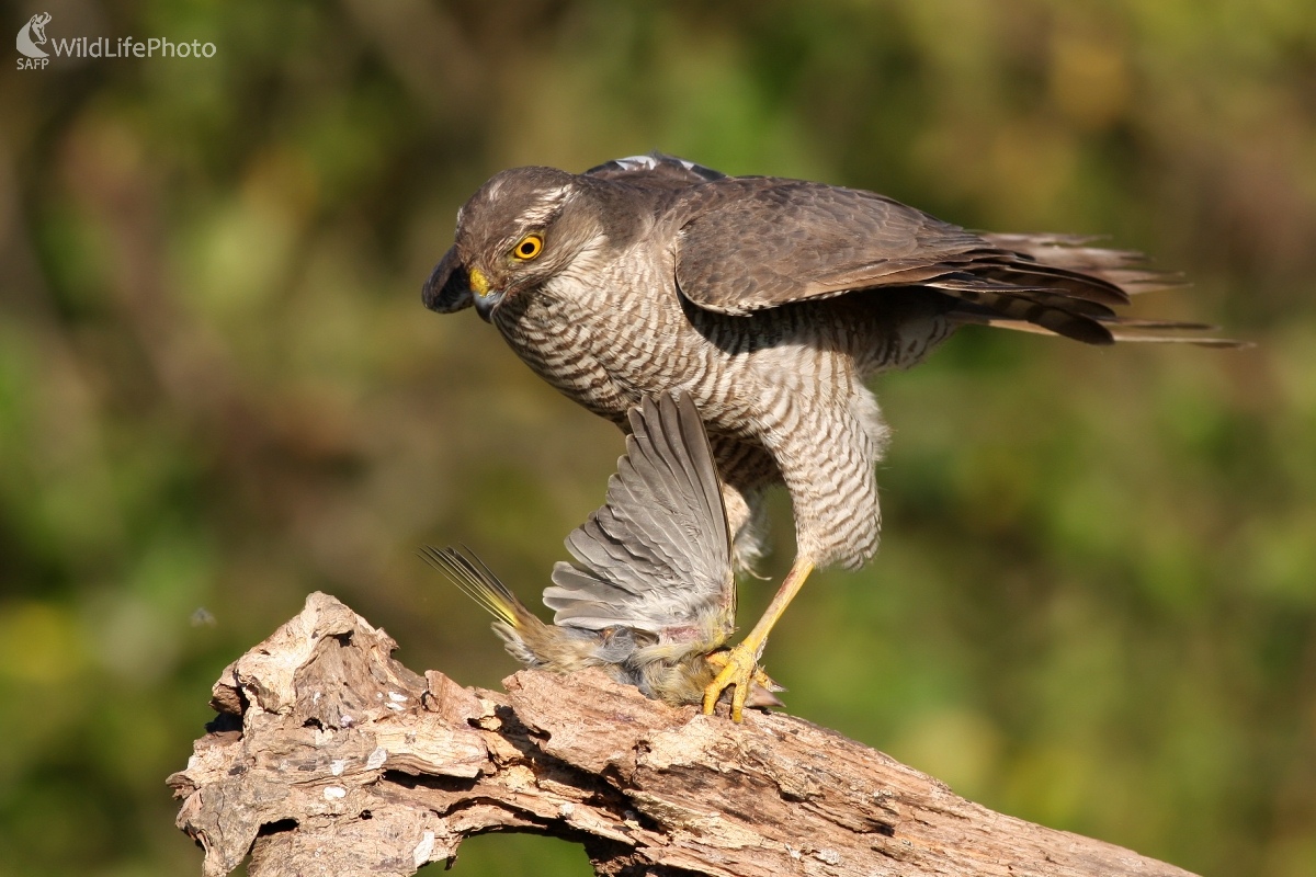 Jastrab krahulec (Accipiter nisus) (Martin Šabík)