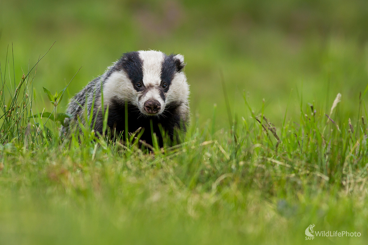 Kontrola (Ladislav Dzivjak)