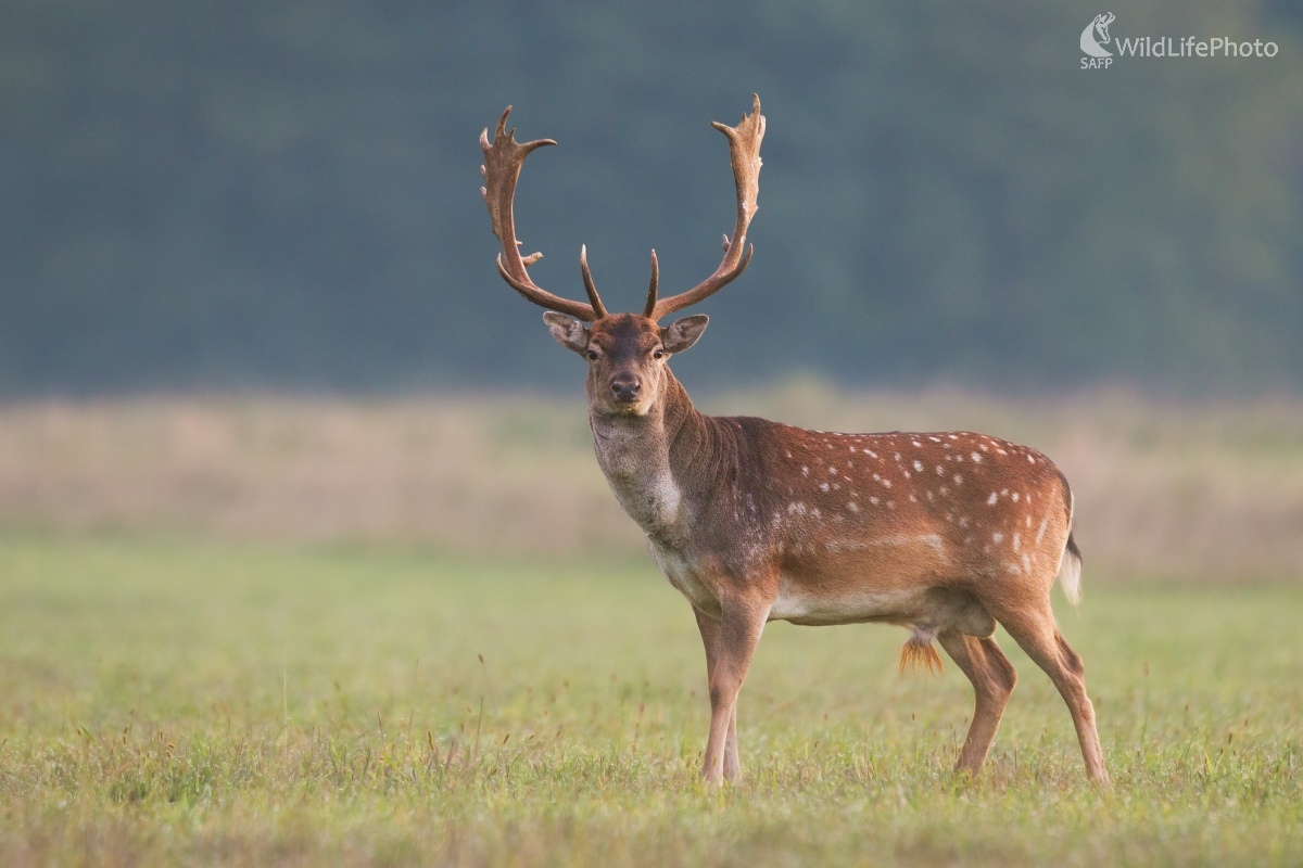 Prekvapený (Jakub Mrocek)