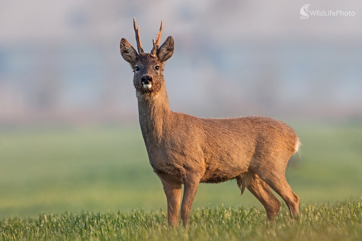 Pri východe slnka... (Jakub Mrocek)