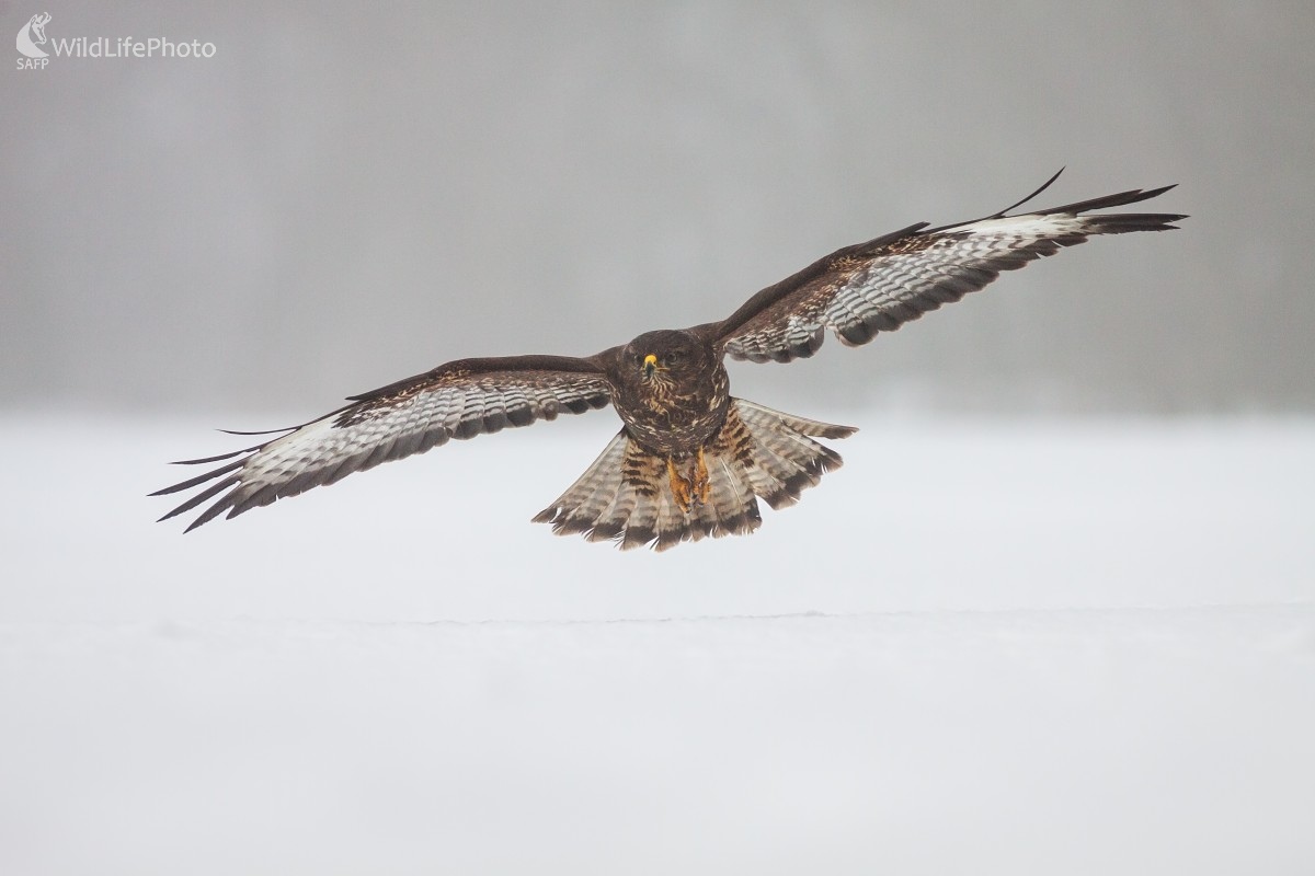 Letovka (Jakub Mrocek)