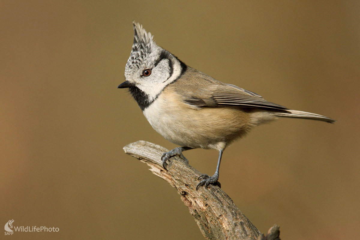 Sýkorka chochlatá (Dominik Kalata)