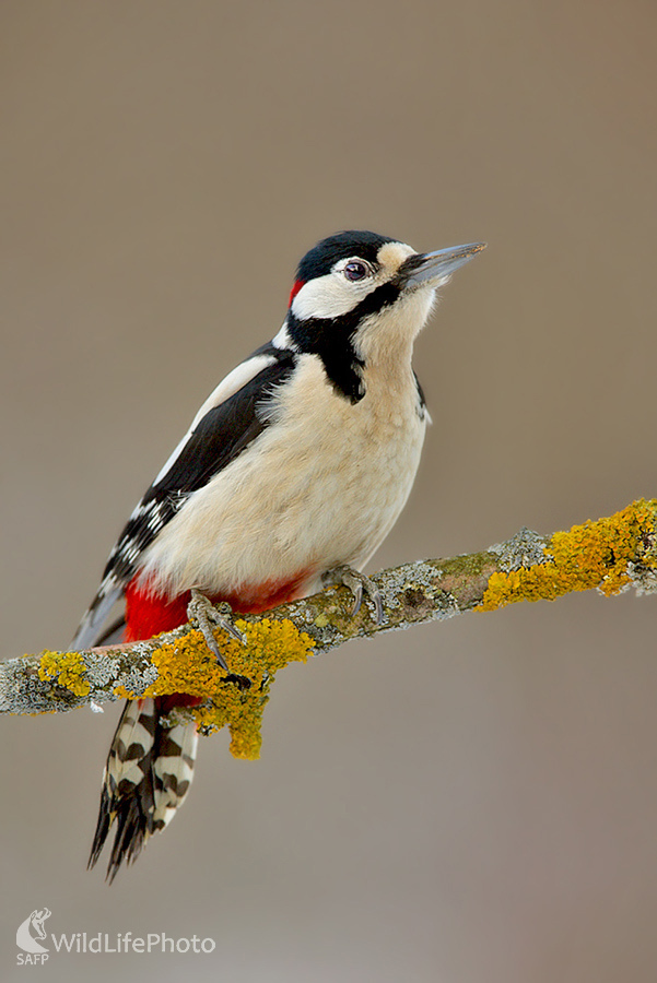 Ďateľ  veľký (Dominik Kalata)