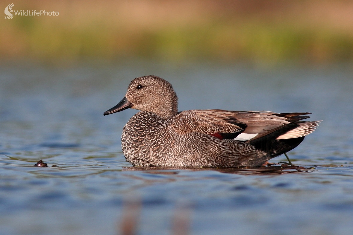 Kačica chripľavá (Anas stretepa) (Martin Šabík)