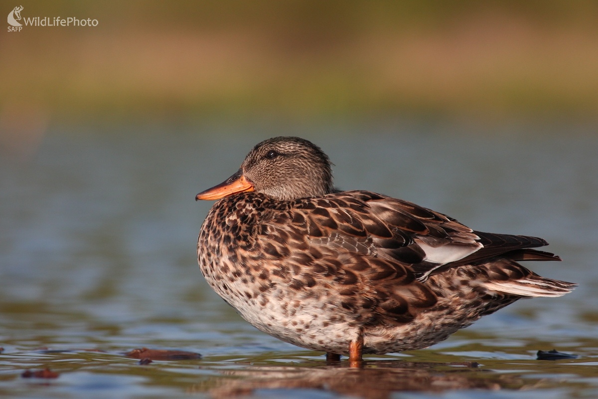 Kačica chripľavá (Anas stretepa) (Martin Šabík)