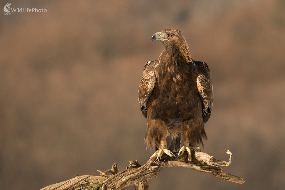 Môj prvý orol (Ľubomír Ondráško)