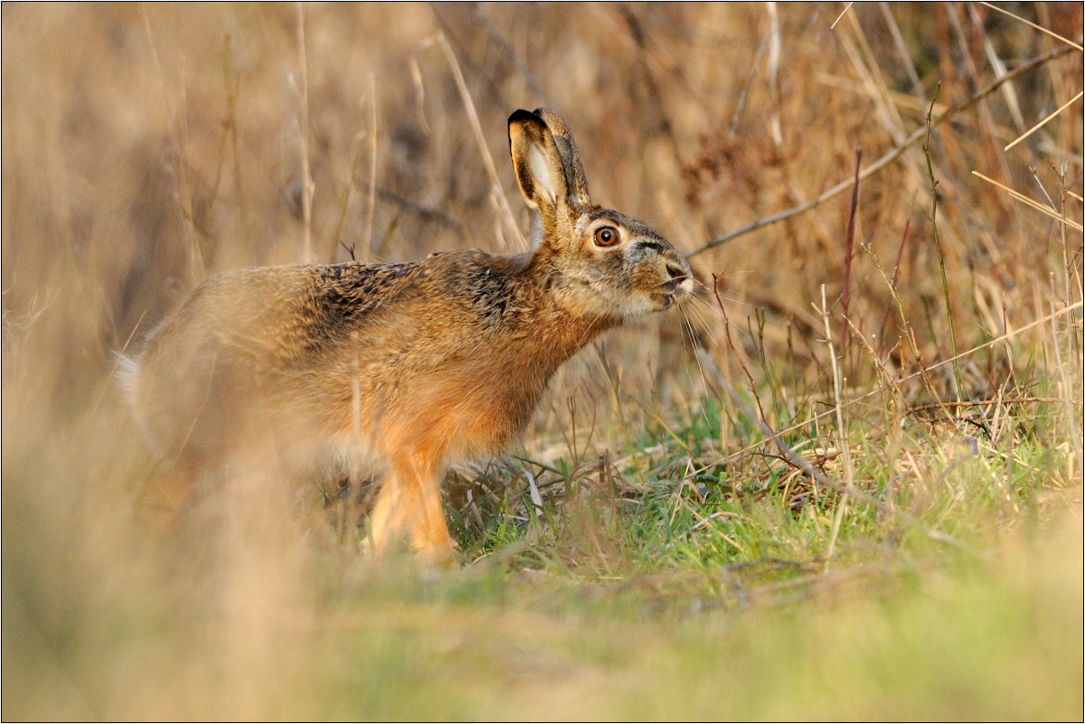 Zajac Poľný (Ján Maderič)