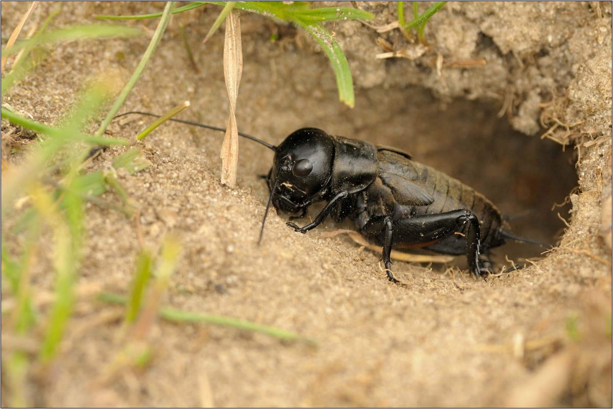 Svrček Poľný (Ján Maderič)