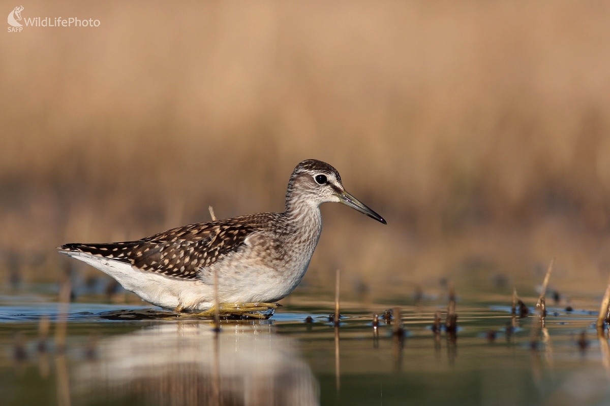 Kalužiak močiarny (Tringa glareola) (Martin Šabík)