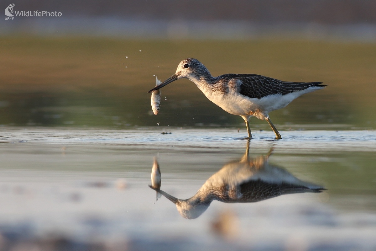 Kalužiak sivý (Tringa nebularia)  (Martin Šabík)