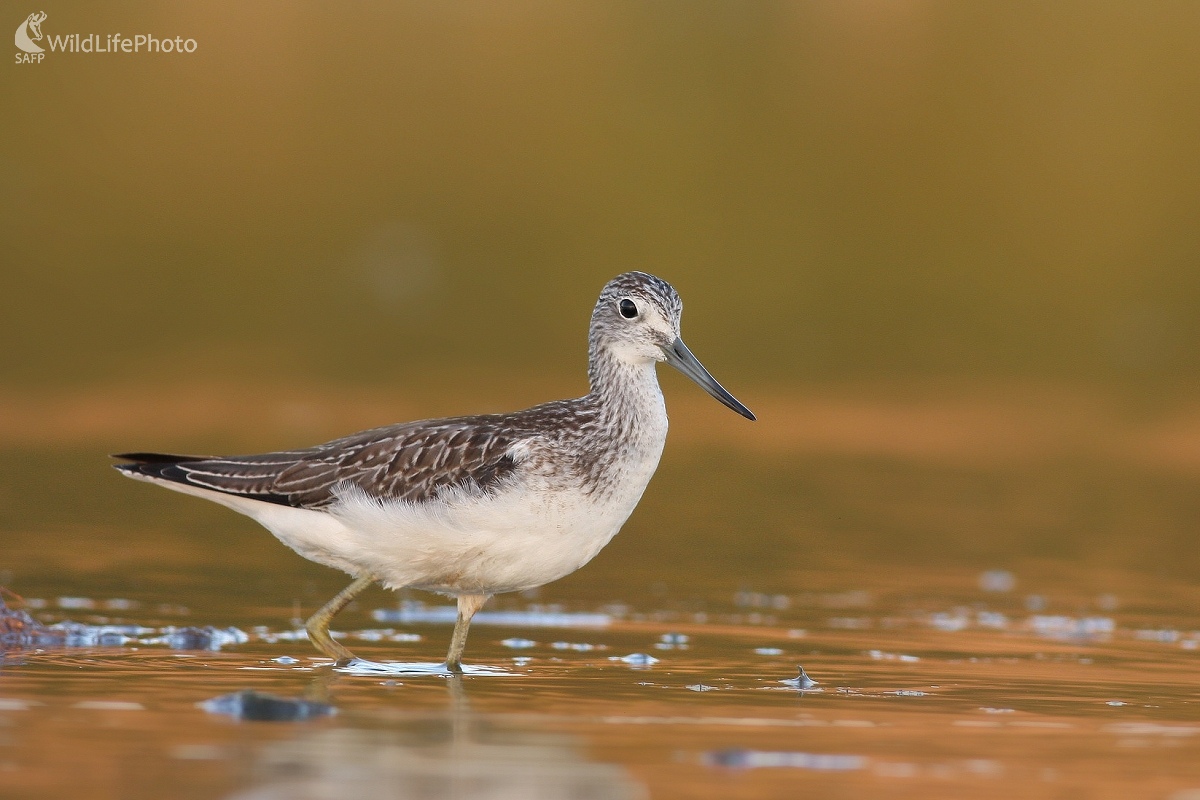 Kalužiak sivý (Tringa nebularia) (Martin Šabík)