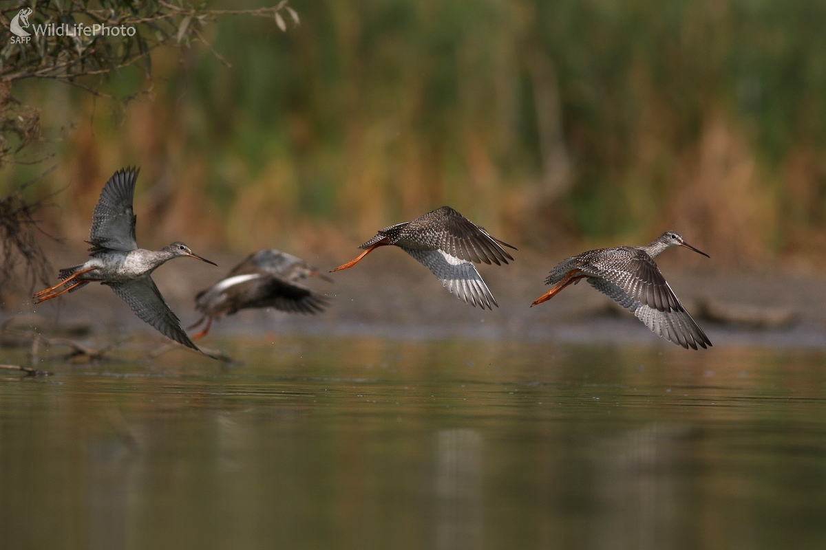 Kalužiak tmavý (Tringa erythropus) (Martin Šabík)