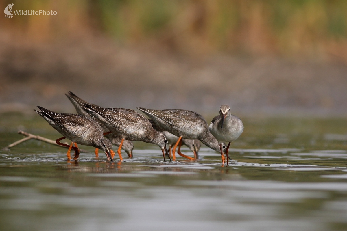 Kalužiak tmavý (Tringa erythropus) (Martin Šabík)