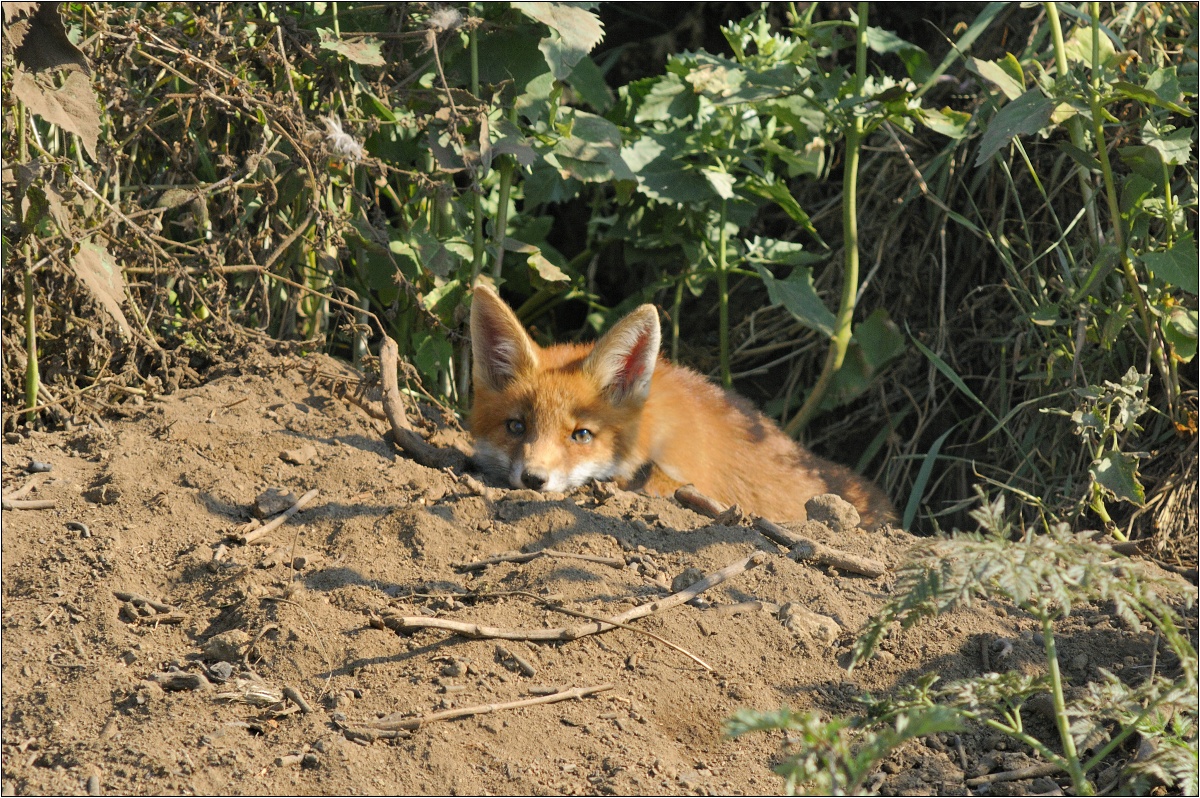 líšča (Ján Maderič)