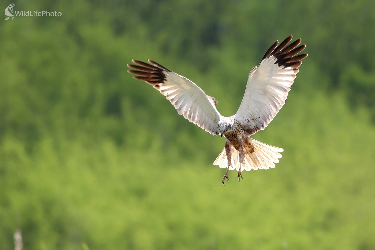 Kaňa močiarna (Circus aeruginosus ) (Martin Šabík)