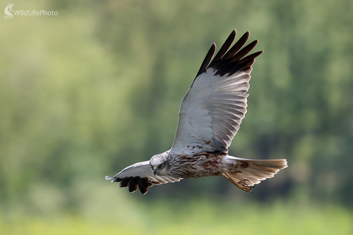 Kaňa močiarna (Circus aeruginosus ) (Martin Šabík)