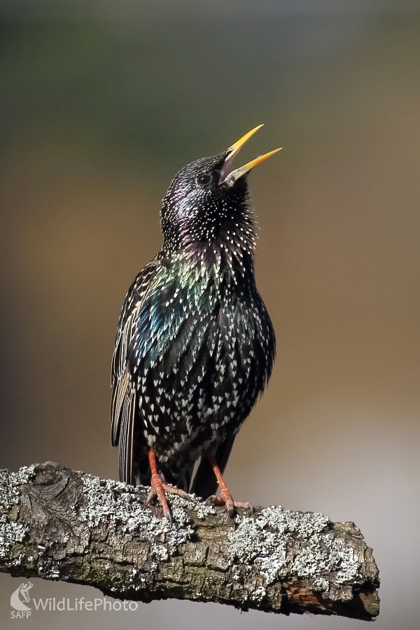 Jarný spevák (Vladimír Michalec)